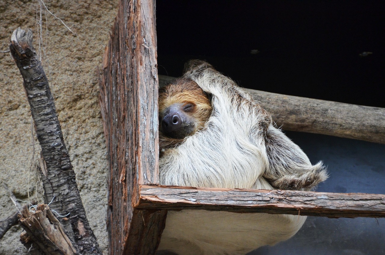 natural ways for better sleep for a sloth as he sleeps
